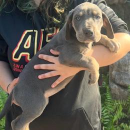 Lainey Wilson - Blue female Great Dane puppy in Florida from Beachside Kennels