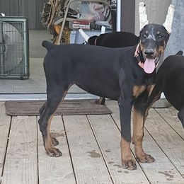 Doberman Pinscher puppies from Heyne Kennels