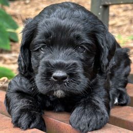 Gruffalo - Black male Australian Labradoodle puppy in Mount Gilead, North Carolina from Tillery Labradoodles