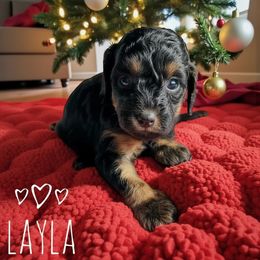 Layla - Black and tan female Cavapoo puppy in Warrensburg, Missouri from Supreme Doodles