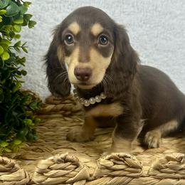Reba - Chocolate and cream female Dachshund puppy in Mesquite, Texas from AB Dachshund
