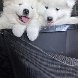 Samoyed Puppies from Southern Roux Samoyeds