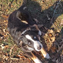 Orbit - Black tri male Miniature American Shepherd puppy in Ruffin, North Carolina from Valkyrie Adventures
