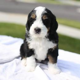 Eve - Tri-color female Bernedoodle puppy in Spanish Fork, Utah from K Brand Doodles