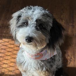 Junie - Bernedoodle