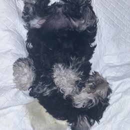 Miniature Schnauzer Puppies from Texas Schnauzers