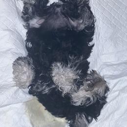 Miniature Schnauzer Puppies from Texas Schnauzers