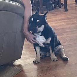 Bruno - French Bulldog
