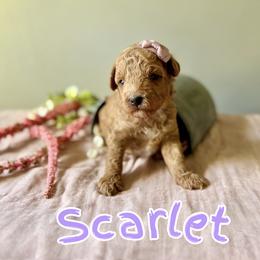 Scarlet - Red  female Poodle puppy in Munster, Indiana from Miranda’s Sunshine Poodles and Doodles
