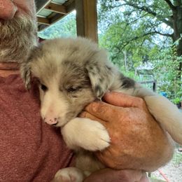 Border Collie Puppies from Bama Border Collies