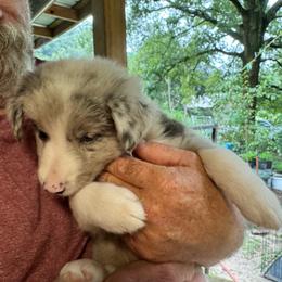 Border Collie Puppies from Bama Border Collies
