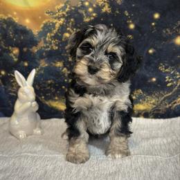 King - Blue roan and tan male Cockapoo puppy in Placerville, California from Rpuppies