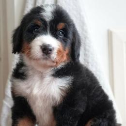 Gustave - Tri-color male Bernedoodle puppy in Folsom, Louisiana from DoodlesFarmCo