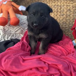 Greta (pink collar) - Bi-color female German Shepherd puppy in Dover, Delaware from Fornax