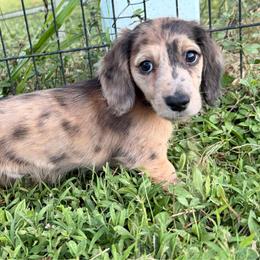 Bumbles - Dapple male Dachshund puppy in Southwest Ranches, Florida from Breezy Florida Dachshunds
