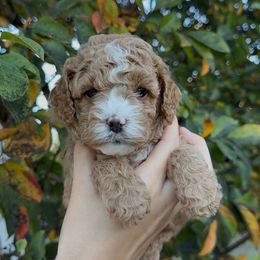 Luke - Apricot male Assorted Doodle Crosses puppy in Yuba City, California from Lucky Day Doodles