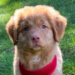 Nova Scotia Duck Tolling Retriever Puppies from Mystic Tollers