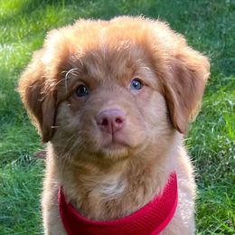Nova Scotia Duck Tolling Retriever Puppies from Mystic Tollers