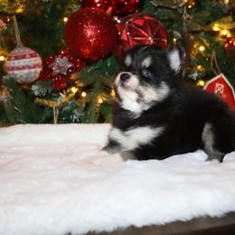 Cosmo - Black and white male Pomsky puppy in Casa Grande, Arizona from Arizonas Pomsky Squad