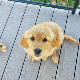 Golden Retriever Puppies from Emma's Golden Puppers