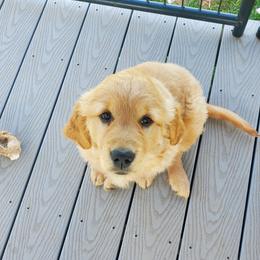 Golden Retriever Puppies from Emma's Golden Puppers