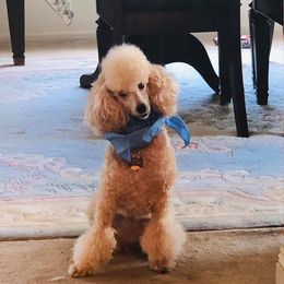 Poodle Puppies from Firebrook Poodles