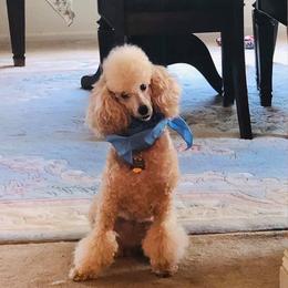 Poodle Puppies from Firebrook Poodles