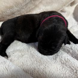 Hot Pink Collar - Black brindle female Cane Corso puppy in Paris, Texas from Knucklehead Cane Corso