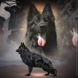 Cru - German Shepherd