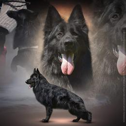 Cru - German Shepherd