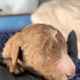 Grey collar male - Red  male Goldendoodle puppy in Jurupa Valley, California from gucci_bentleys_goldendoodles