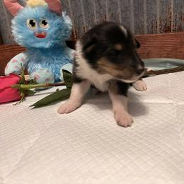 Collie Puppies from A/K Rough Collies