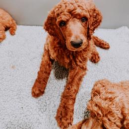 Poodle Puppies from Bridge City Poodles