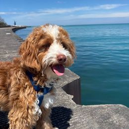 Goldendoodle and Poodle Puppies from French Creek Doodles