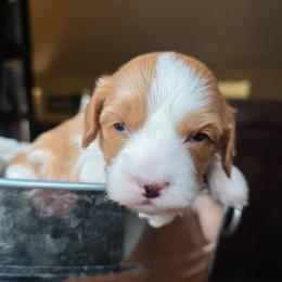 Cavapoo puppies from Draper Mountain Doodles