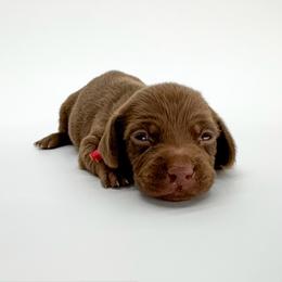 Rose - Chocolate female Dachshund puppy in Waddell, Arizona from Neu Doxies