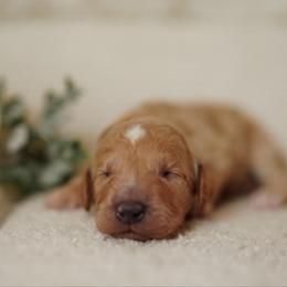 Oscar - Apricot male Goldendoodle puppy in Spokane, Washington from Puppy Love