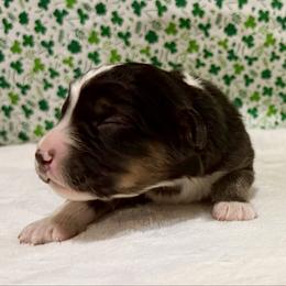 Atlas - Black tri-color male Australian Shepherd puppy in Red Springs, North Carolina from Julia Rose Ranch