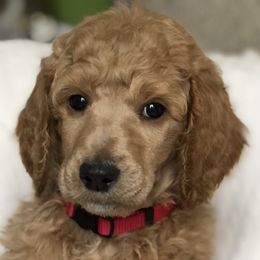 Sunny (pink collar) - Poodle puppy in Burley, Idaho from Soul Poodiful