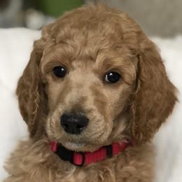 Sunny (pink collar) - Poodle puppy in Burley, Idaho from Soul Poodiful