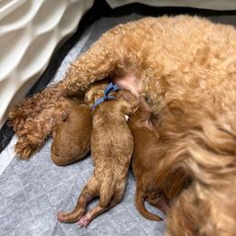 Rory - Red  female Poodle puppy in Holly, Michigan from Lil’ Bits and Beans