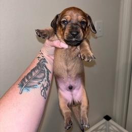 Knox - Red male Dachshund puppy in Magnolia, Texas from Little Honey’s Dachshunds