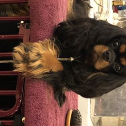 Sundae - Cavalier King Charles Spaniel
