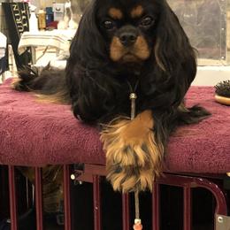 Sundae - Cavalier King Charles Spaniel