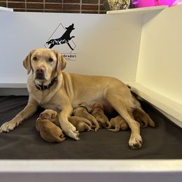 Labrador Retriever Puppies from Sun Ridge Labradors