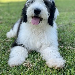 Assorted Doodle Crosses, Bernedoodle, and Sheepadoodle Puppies from Rock N Roll Doodles