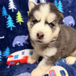 AKC Jack - Black and white male Siberian Husky puppy in Centreville, Maryland from Huskies By the Bay