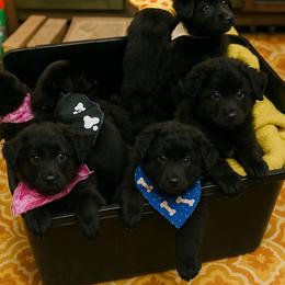 German Shepherd Puppies from Crissi Hansel