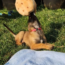 Belgian Malinois and Labrador Retriever Puppies from Wings of Freedom Retrievers and Malinois