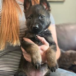Purple collar - Sable female German Shepherd puppy in Canterbury, Connecticut from Nachtwaechter German Shepherds, LLC